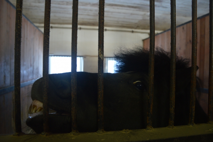 Кінний клуб «Дергачов». Фото