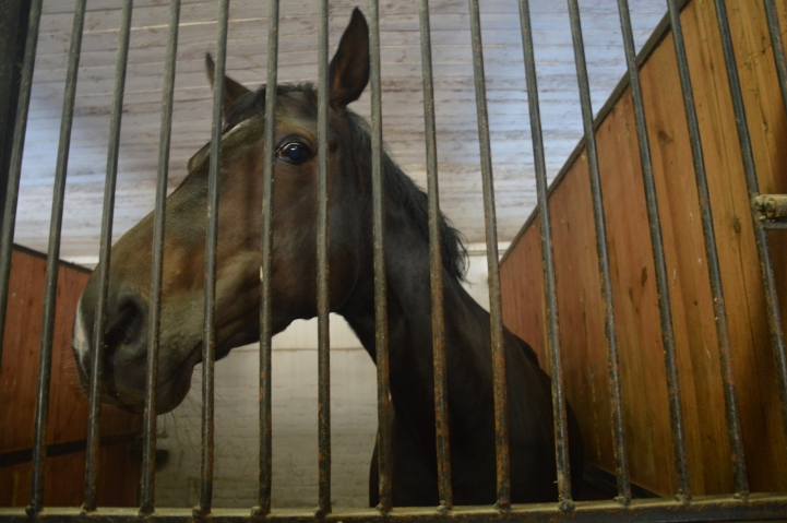 Кінний клуб «Дергачов». Фото